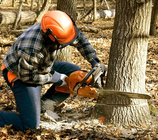 Tree Removal in Blue Gap, AZ